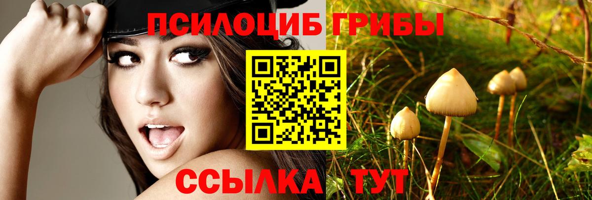 Галлюциногенные грибы мицелий  Уварово  купить  цена  Галлюциногенные грибы Cubensis 